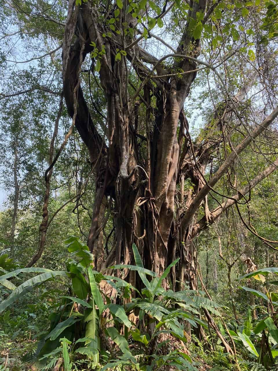 madi eco-village, ancient tree in the jungle