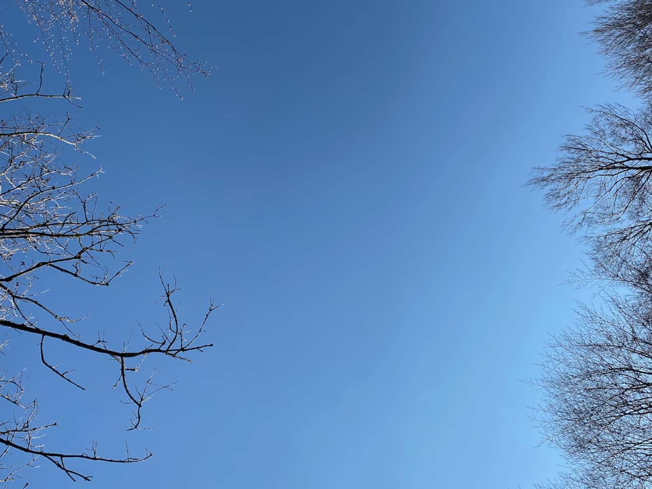 lick gegen oben zum blauen Himmel an Baumwimpfeln