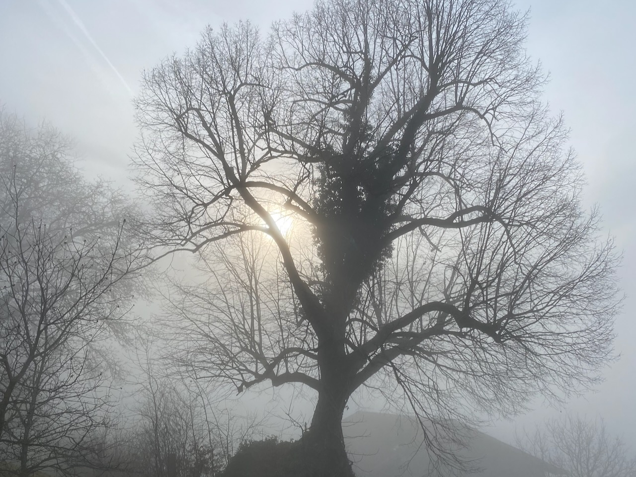 Winterstimmung mit Sonnenlicht durch Tannenwald